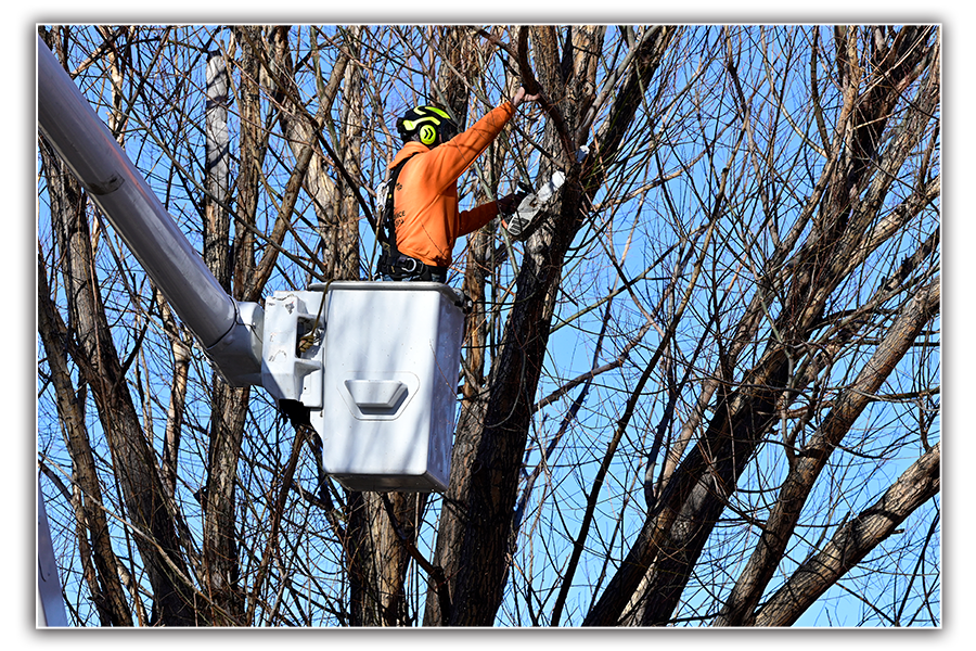 Tree Trimming & Pruning in Colorado Springs